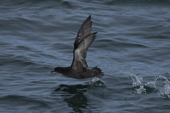 Ardenna tenuirostris