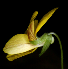 Viola lobata integrifolia