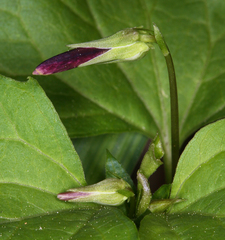 Viola lobata integrifolia