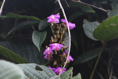 Macropsychanthus aureus