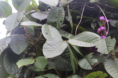 Macropsychanthus aureus