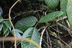 Macropsychanthus aureus