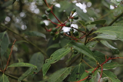 Aiouea montana, photograph Andrés Ramírez-Barrera, CC BY, iNaturalist via GBIF