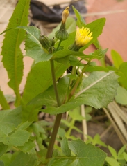 Sonchus