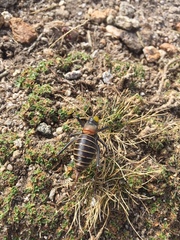 Lluciapomaresius stalii