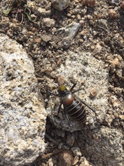 Lluciapomaresius stalii