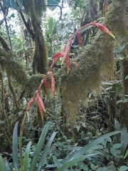 Guzmania xanthobractea