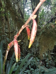 Guzmania xanthobractea