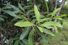 Ocotea aurantiodora