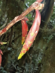 Guzmania xanthobractea
