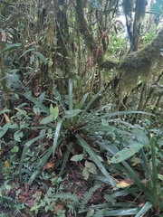 Guzmania xanthobractea