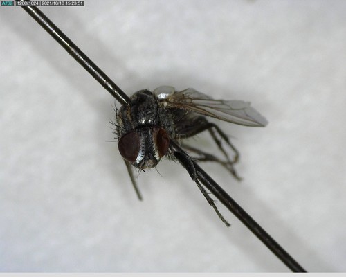 iNaturalist observation photo of Bot Flies, Blow Flies, and Allies