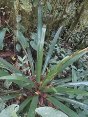 Guzmania xanthobractea