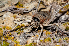 Deinacrida connectens