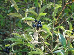 Ligustrum vulgare