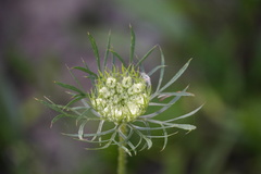 Daucus carota