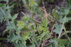 Daucus carota