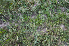 Daucus carota