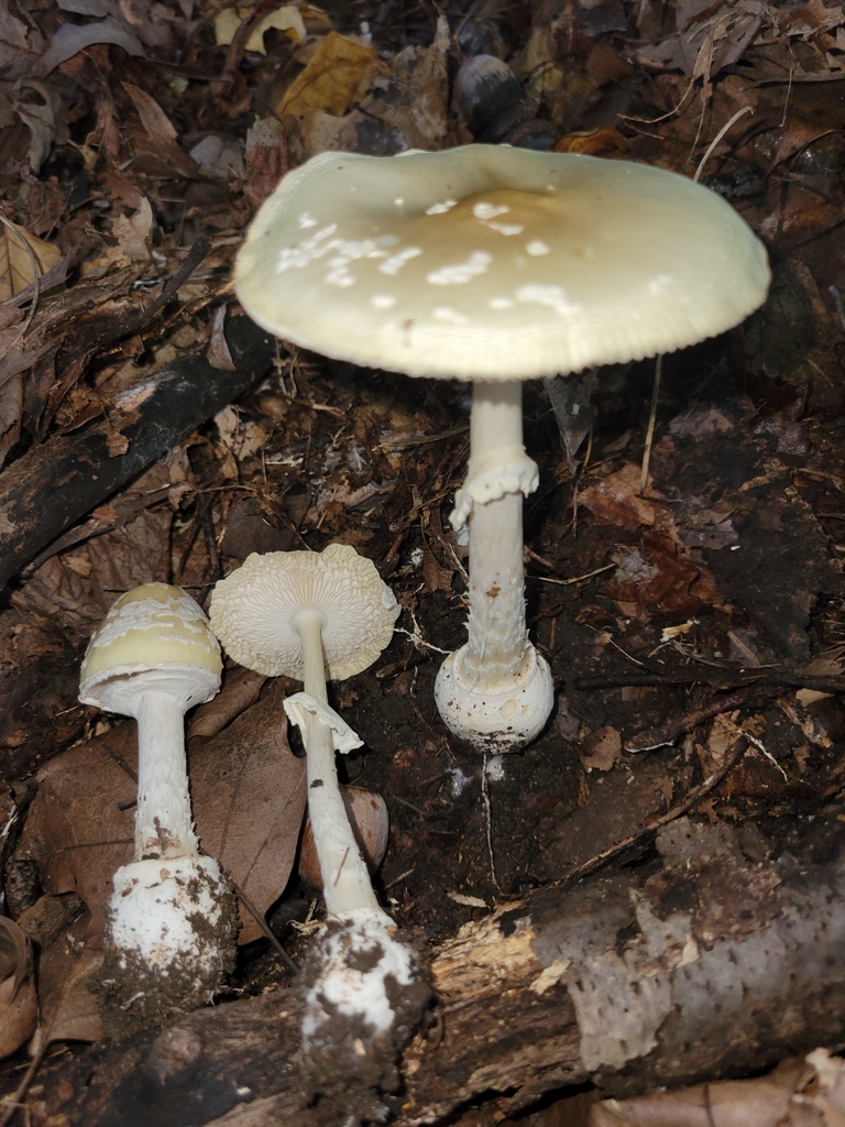 Small Funnel-Veil Amanita from Jamestown Township, IN, USA on October ...