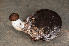 Tolypocladium rouxii