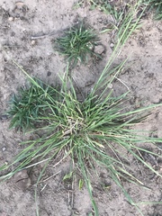 Poaceae