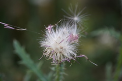 Carduus acanthoides