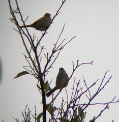 Zonotrichia leucophrys