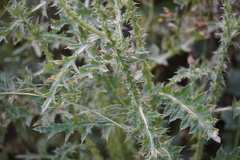 Carduus acanthoides