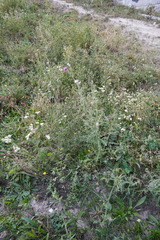 Carduus acanthoides