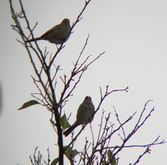 Zonotrichia leucophrys