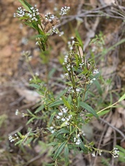 Logania recurva
