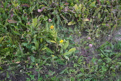 Pentanema britannica