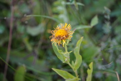 Pentanema britannica