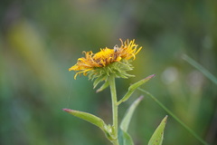 Pentanema britannica