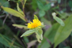Pentanema britannica