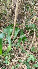Platycerioideae