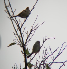 Zonotrichia leucophrys