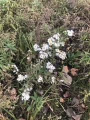 Symphyotrichum pilosum