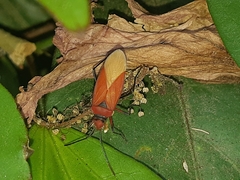 Dysdercus peruvianus