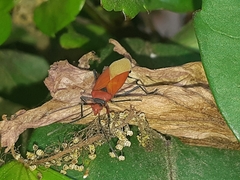 Dysdercus peruvianus