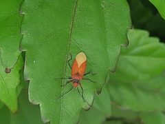 Dysdercus peruvianus