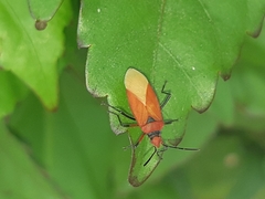 Dysdercus peruvianus