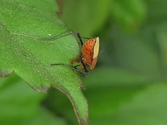 Dysdercus peruvianus