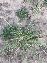 Poaceae