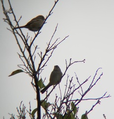 Zonotrichia leucophrys
