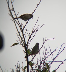 Zonotrichia leucophrys