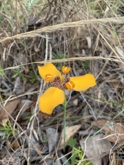 Trimezia juncifolia
