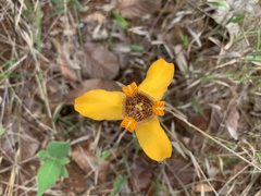 Trimezia juncifolia