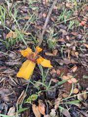 Trimezia juncifolia