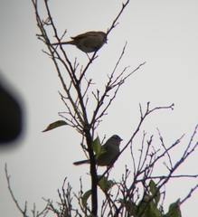 Zonotrichia leucophrys